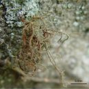 붉은수염 이미지