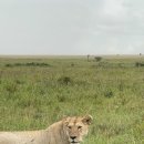 세렝게티 이미지