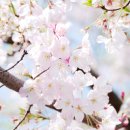 [벚꽃 축제] 전국 벚꽃 축제 안내 이미지