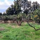 표선면-1 이미지