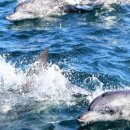 제주 돌고래 이미지
