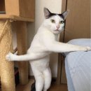 꽈배기스토리 이미지