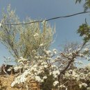 하얀배 민박 이미지