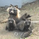 너구리
