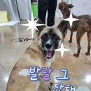 토리양과