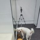 마티애견 이미지