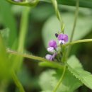 도깨비풀 이미지