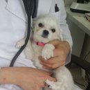 삼척동물병원 이미지