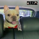 167 | [하지오🐽] 🐶애견 카페&amp;운동장 "김해 장재로 167" 또 방문해서 놀기🐶, 오프리쉬로 뛰어놀기 완벽한 곳 추천🐕