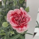 기쁜교회앞 사거리 | 미아사거리 꽃집 전문 플로리스트가 제작한 어버이날 카네이션 월곡역 동덕여대 꽃필무렵 후기