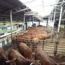 대풍한우농장 이미지