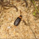 반딧불이 이미지