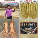 금산인삼 이미지