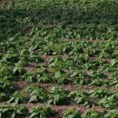 매밑농장 이미지