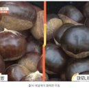 마로니에 이미지