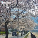 산북천 | 문경 벚꽃 명소 온천강변길 이용안내 여행정보