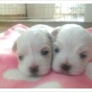 아지랑양이 이미지