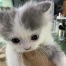 해피주 동물카페 원주점 이미지