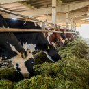 데이비스농장 이미지