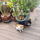 청도메기매운탕 | 청도 운문사 맛집 한식당 고향정 매운탕전문 도토리묵 촌두부