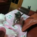 냥이친구 이미지