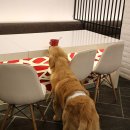 데일리펫 위드독스 이미지