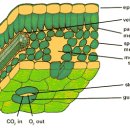 식물에 아미노산의 효과 Effect Of Amino Acids On Plants 이미지