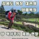 강릉바이크프라자 | 강원도 평창 가볼만한곳 대관령 양떼목장 주차 시간 입장료 할인