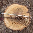 은평-043 이미지