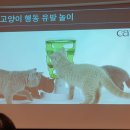 마즈영