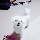 개님은 털빨 이미지