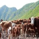 주석목장 이미지