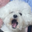 하얀강아지 이미지