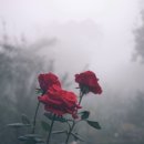 로즈플래닛 이미지