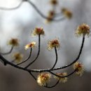 Dream tree 이미지