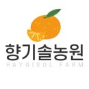 솔의향기 이미지