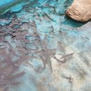 산천송어 이미지