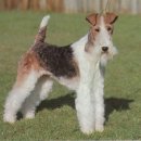 똥강아지 이미지