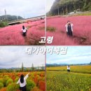 소요생활체육공원 배드맨턴장 | 지금이 가장 예쁜 순간, 경북 가을 꽃구경 대가야어북실