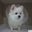 미드미동물병원 이미지