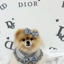 몽몽하개 이미지