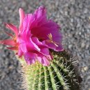 란사로테 이미지