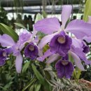 Cattleya Canhamiana f. coerulea 'Azure Skies' (칸하미아나 쎄룰레야 '아주레 스키') 이미지
