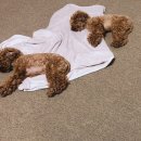 천일세탁 이미지