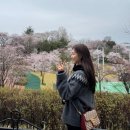 솔올공연장 | 강릉 벚꽃축제 일정과 현지인이 공유하는 남산공원 및 경포 실시간 벚꽃 개화 만개 현황