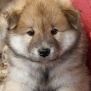 초원숯불생고기 이미지