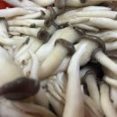 지에스더프레쉬 신정2점