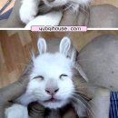 도도한고양이 이미지