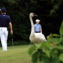 고니목장 이미지