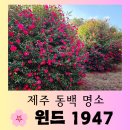 토평공단로 | [제주 여행] 제주 동백꽃 무료로 볼 수 있는 곳 "윈드 1947 테마파크" 편안한 방문후기